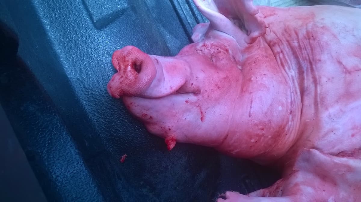 Sacrifican a cerdos a machetazos en Cozumel