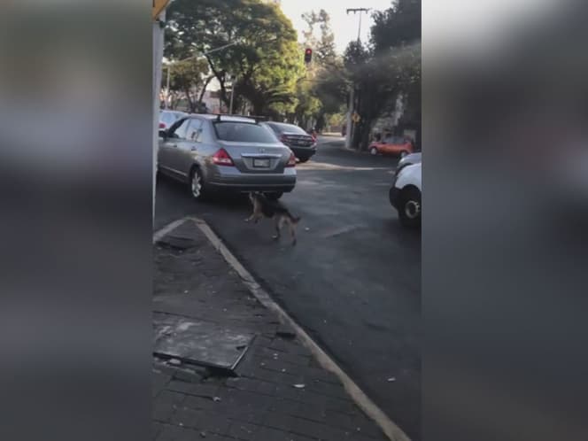 Abandonan a perrito en la calle y éste sigue su auto para regresar a casa