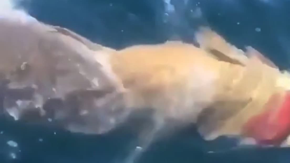 Video: Captan a tiburón blanco luchando por devorar a enorme pez