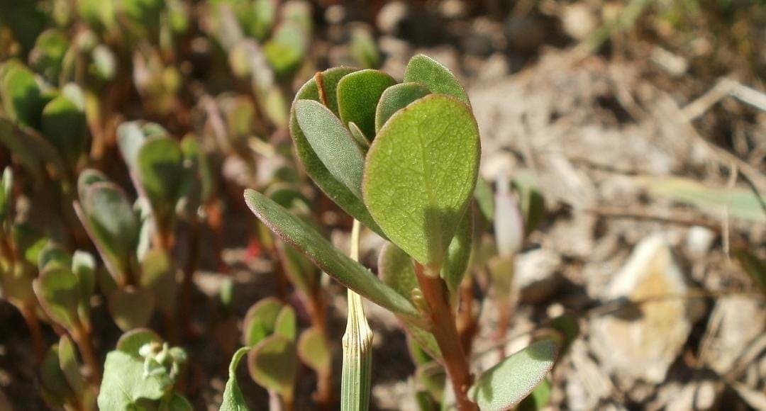 Pápalo, verdolagas, romeritos y quelites están en riesgo de desaparecer
