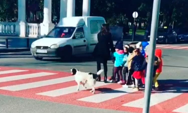 Perrito callejero detiene el tránsito para que niños crucen la calle
