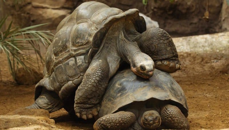 Diego, la tortuga que tuvo tanto sexo que salvó a toda su especie en Galápagos