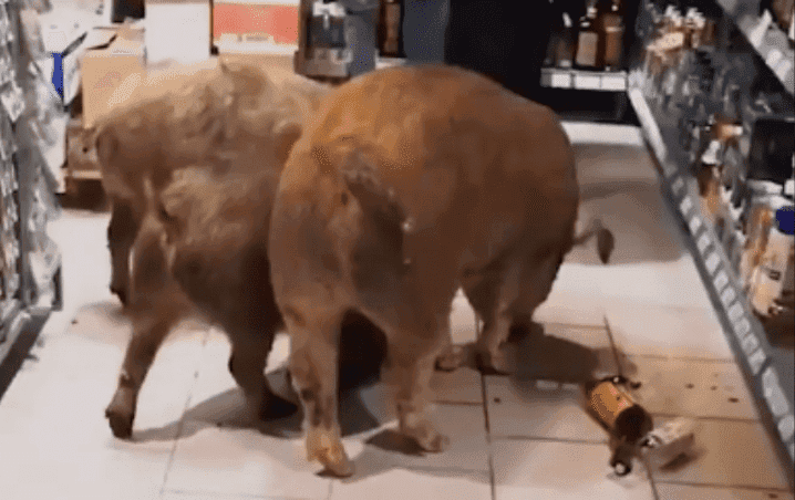 Video: Cerdos “borrachos” entran a supermercado para beber alcohol