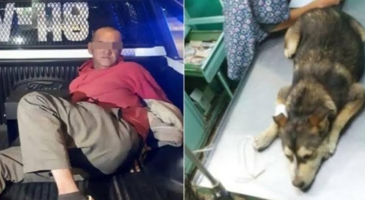 Buscan justicia para Mati, perrita que murió violada por hombre de 53 años