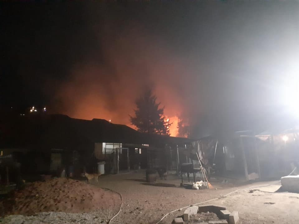 Incendian instalaciones de albergue para perros en Edomex; piden ayuda
