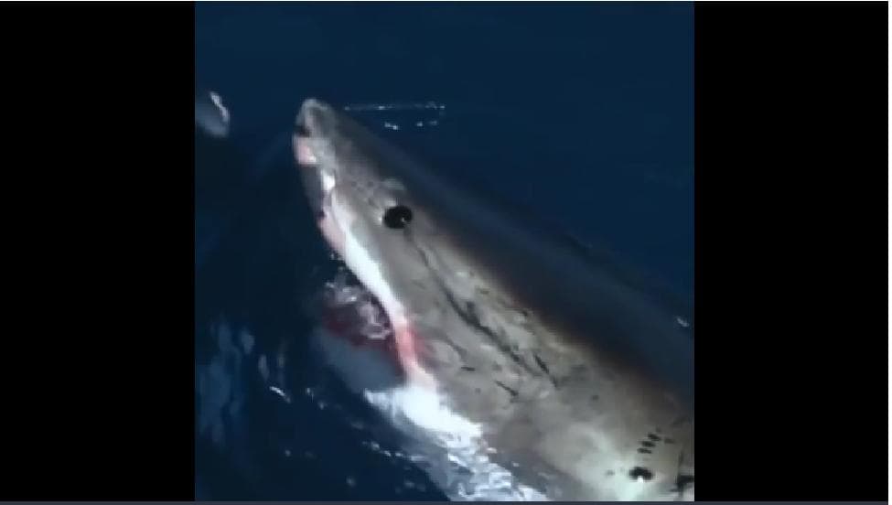 Video: Mujer alimenta a un enorme tiburón blanco