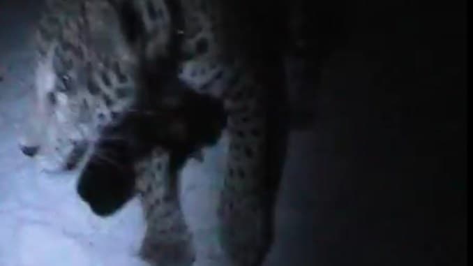 Descubren a jaguar encadenado en playa de Tulum