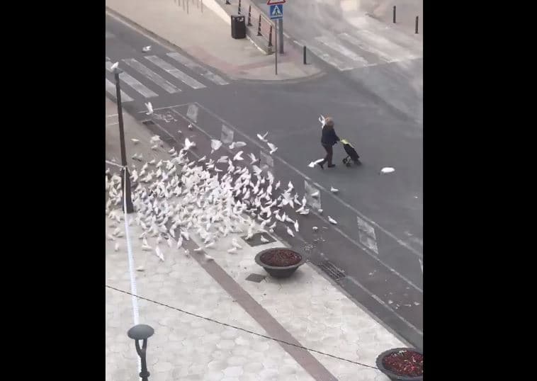 Video: Palomas hambrientas persiguen a una mujer con comida