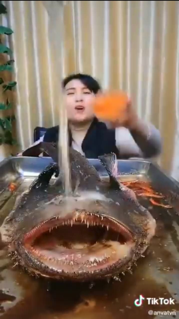 Video: Pez angelote cocinado vivo causa indignación en redes sociales