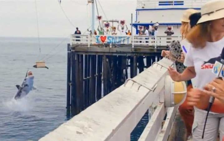 Video: Tiburón se come a foca justo cuando la estaban liberando