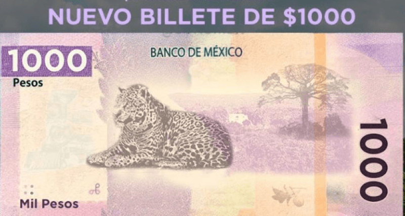 Te presentamos todos los animales que aparecerán en los nuevos billetes