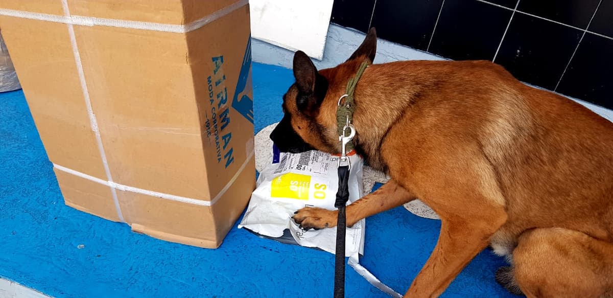 Perros policía ayudan a reducir la delincuencia en Solidaridad