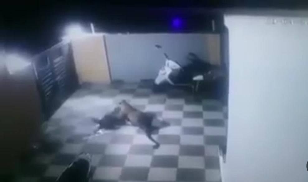 Video: Leopardo ingresa a vivienda en India y ataca a un perro