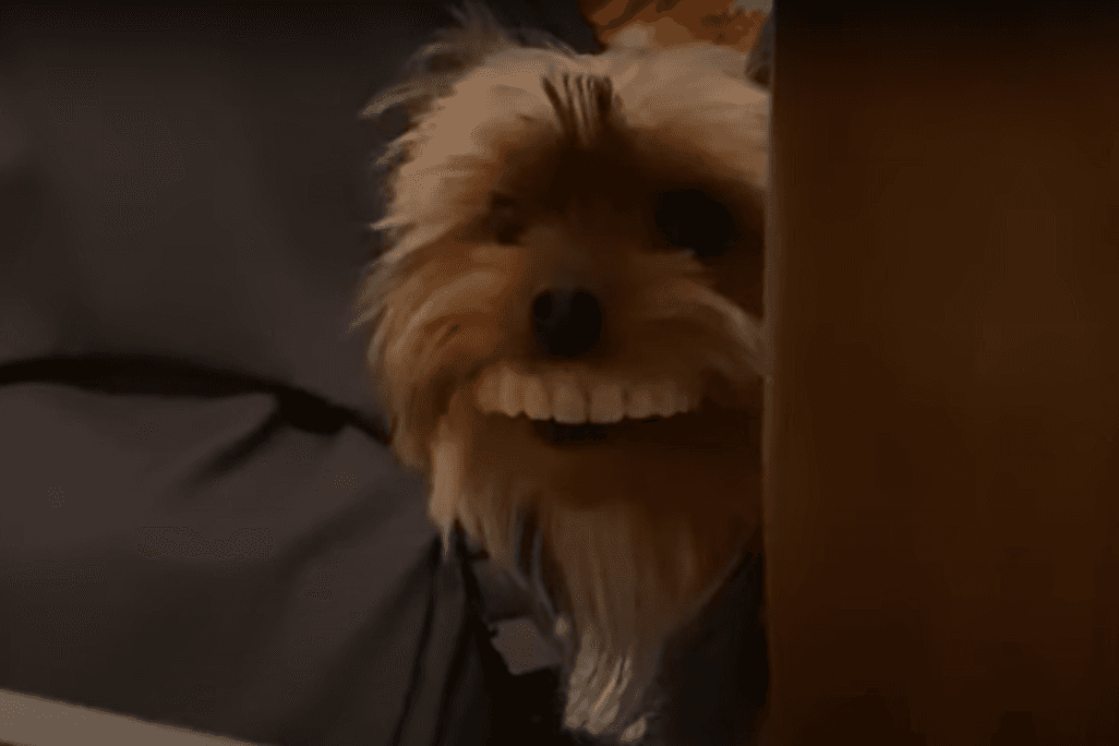 Video: perro roba dentadura y se vuelve la sensación en Internet