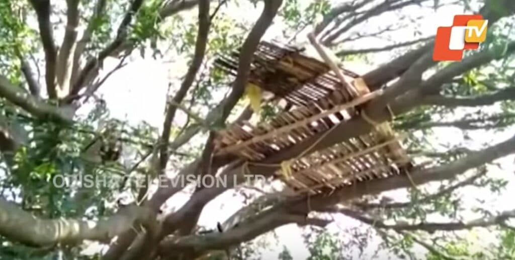 En la India construyen casas en los árboles para sobrevivir a la cuarentena