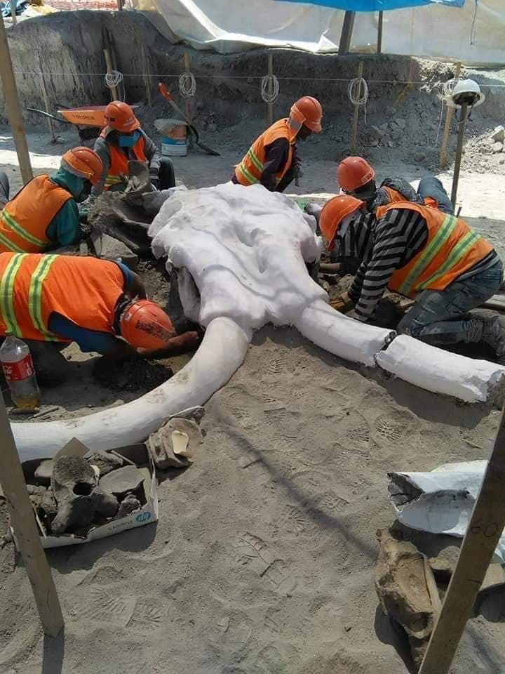 Fotos: ¡Encuentran los restos de más de 60 mamuts en Santa Lucía!