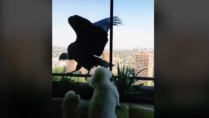 Dos cóndores llegan a balcón de un departamento para acechar a un perrito