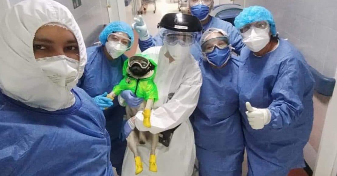 FOTOS: Conoce a Harley, el perrito terapeuta que ayuda a médicos del Hospital 20 de Noviembre
