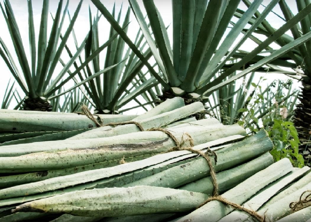 ¡El henequén podría sustituir al plástico y causar menos contaminación!