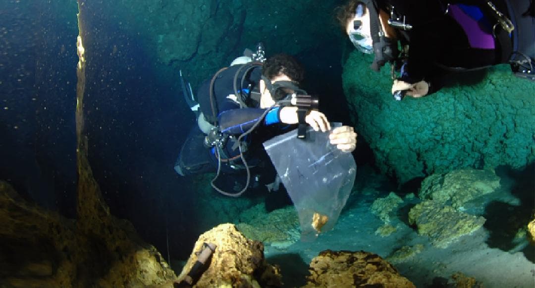 Alertan organizaciones ambientalistas impacto negativo de la nueva ruta del Tren Maya