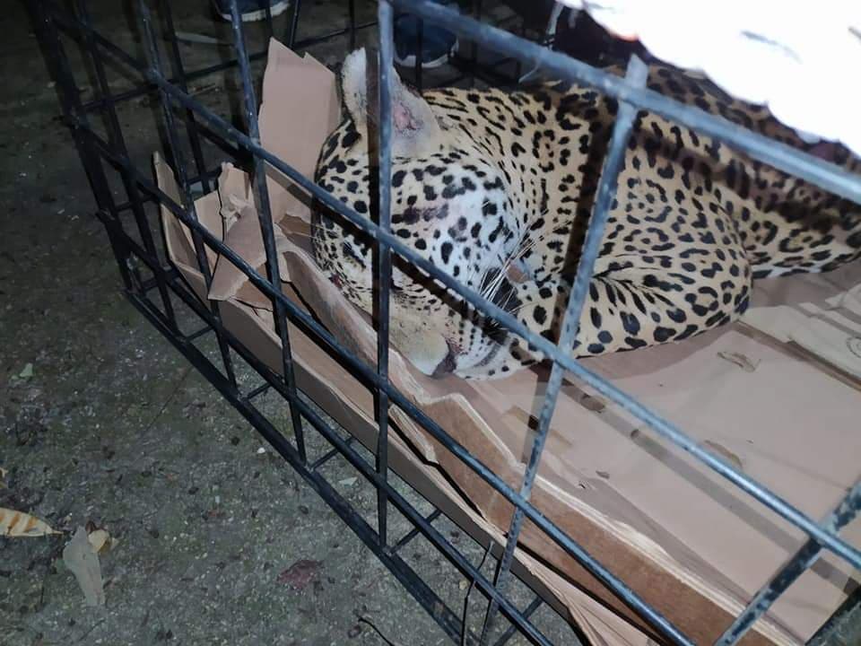 Atropellan a jaguar en el sur de Quintana Roo: sangra de hocico y nariz