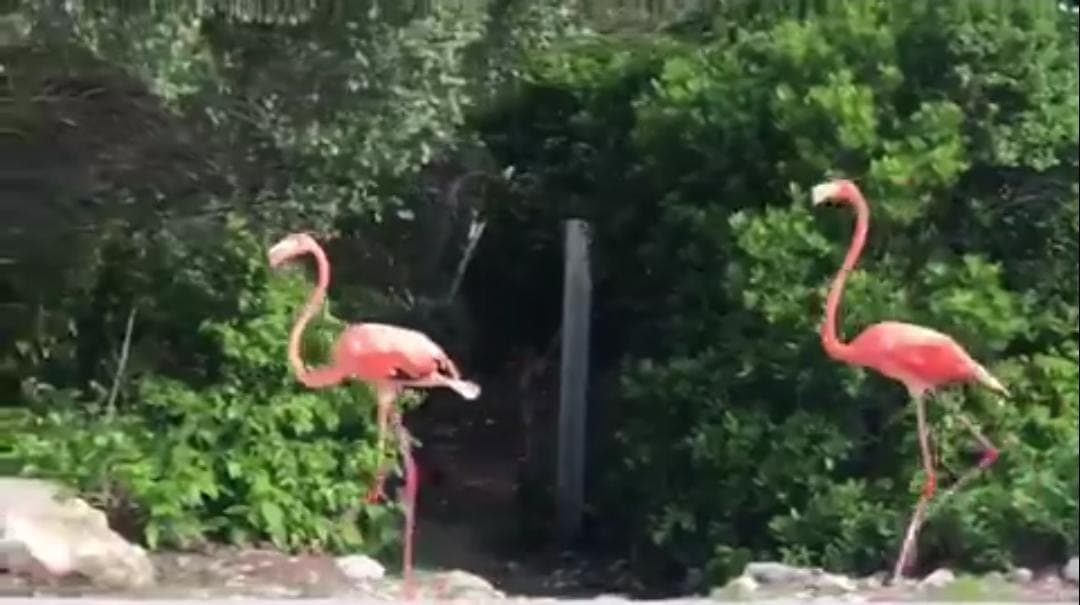 Video: ¡Flamencos rosas se dejan ver en carretera de Yucatán!