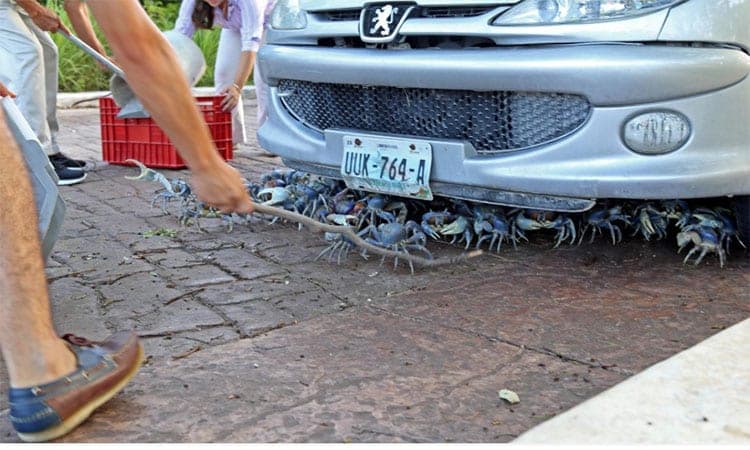 ALERTA: Salen cangrejos azules en avenidas de Cancún, ¡no los vayan a atropellar!