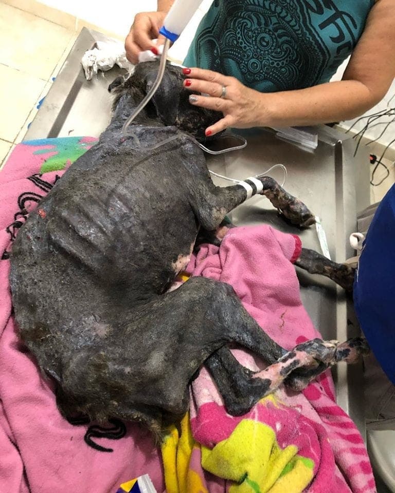 Maldad Pura: Rescatan a perro con extrema desnutrición y cayendo piel a pedazos en Tulum