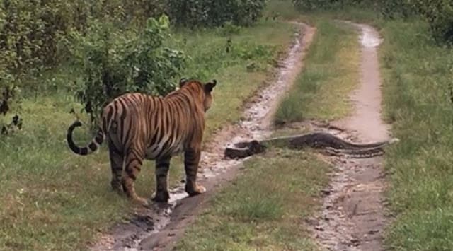 Video: Tigre encuentra enorme pitón en su camino y mejor decide hacerse a un lado