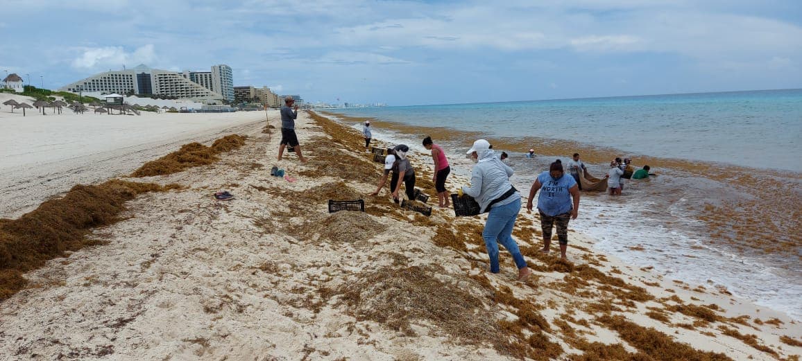 Refuerzan operativo para atender recale de sargazo en Cancún