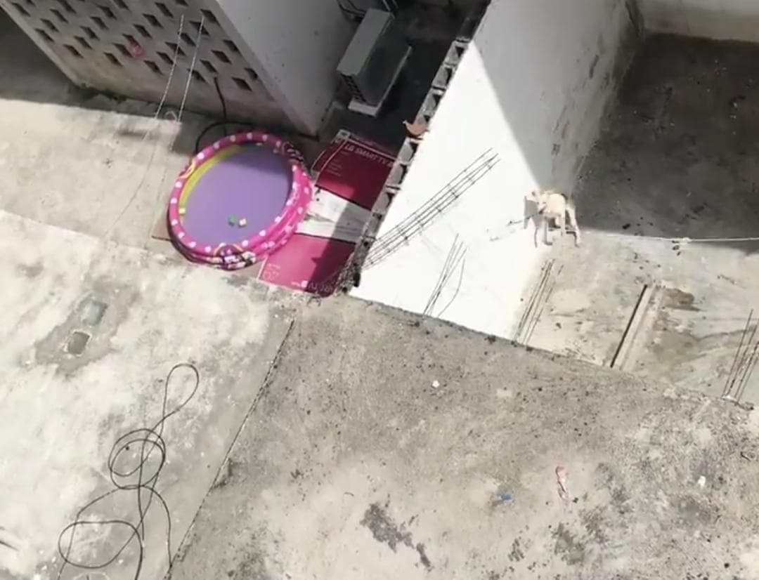 Video: Denuncian en redes maltrato que sufre una mascota en Cancún