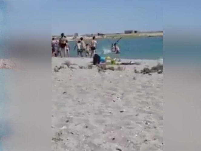 Video: Turistas dejan inconsciente a una foca para tomarse fotos con ella