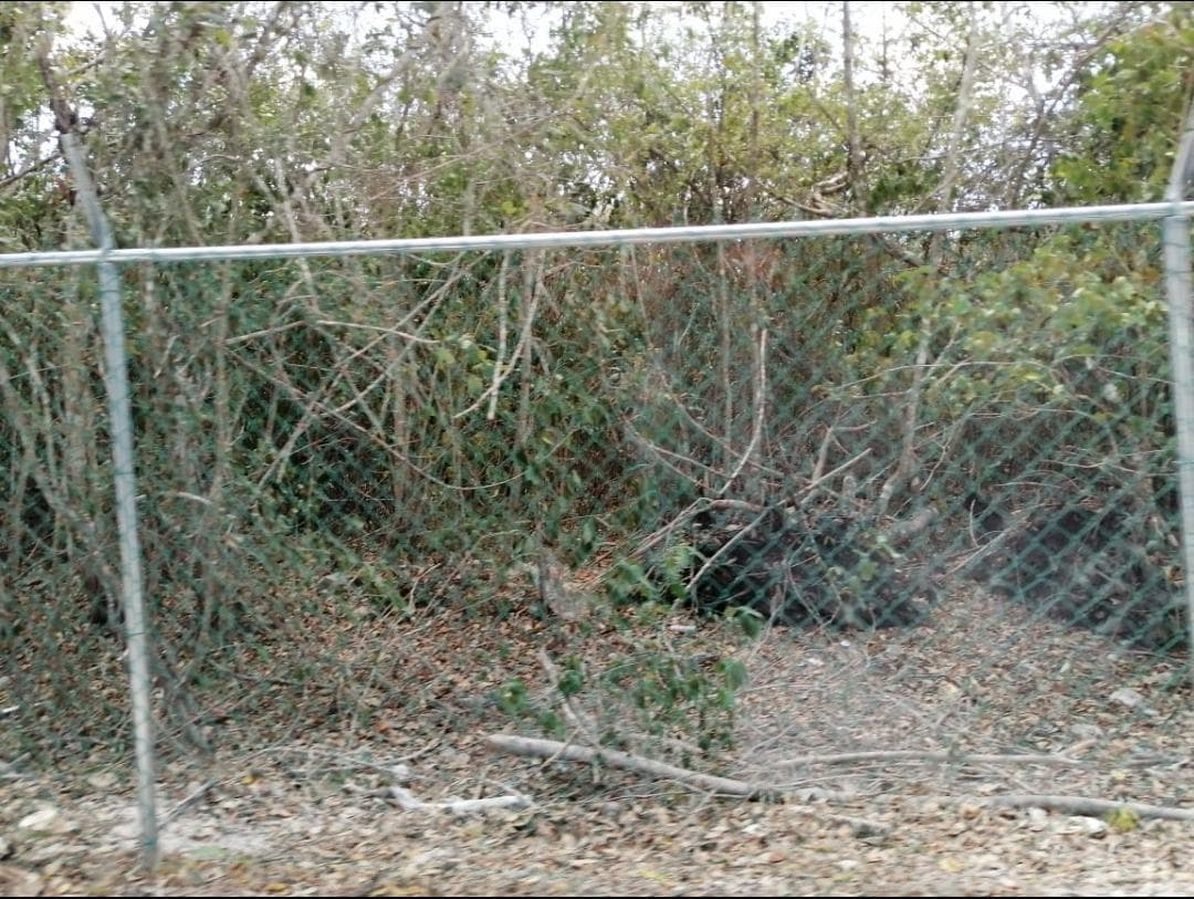 Denuncian penalmente a Greg Sánchez por causar daños a terreno en Cozumel