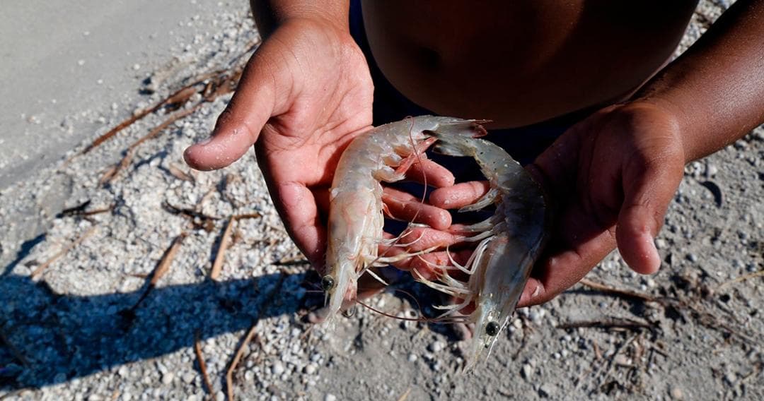 Detectan en China restos de coronavirus en camarón importado de Ecuador