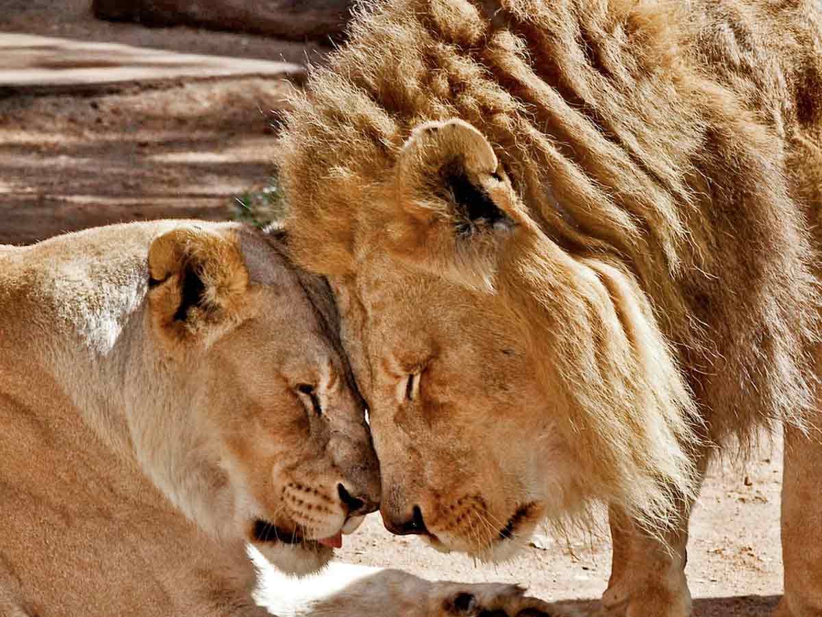 Para que no se extrañen, duermen a pareja de leones al mismo tiempo