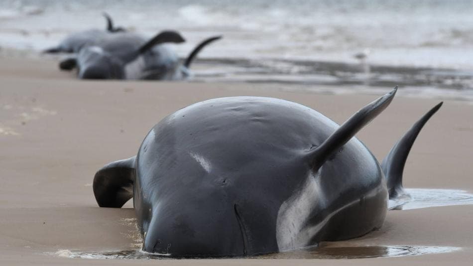 Por 380 ballenas muertas alertan de riesgo de navegación en Australia