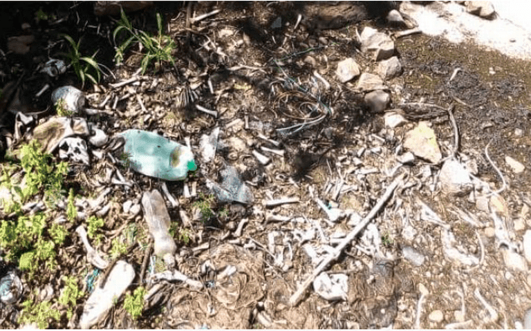 Encontraron fosa de animales domésticos: buscan a los responsables