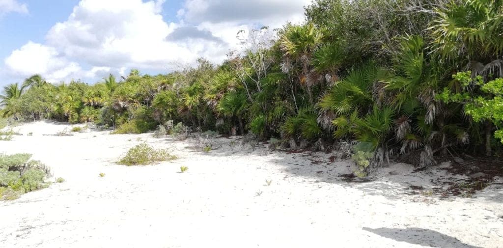 ¡Greg no se saldrá con suya! Rechazan proyecto ecocida de su hija en Cozumel
