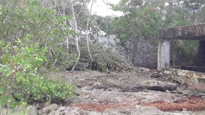 Lamenta Citymar la devastación ecológica en Cozumel