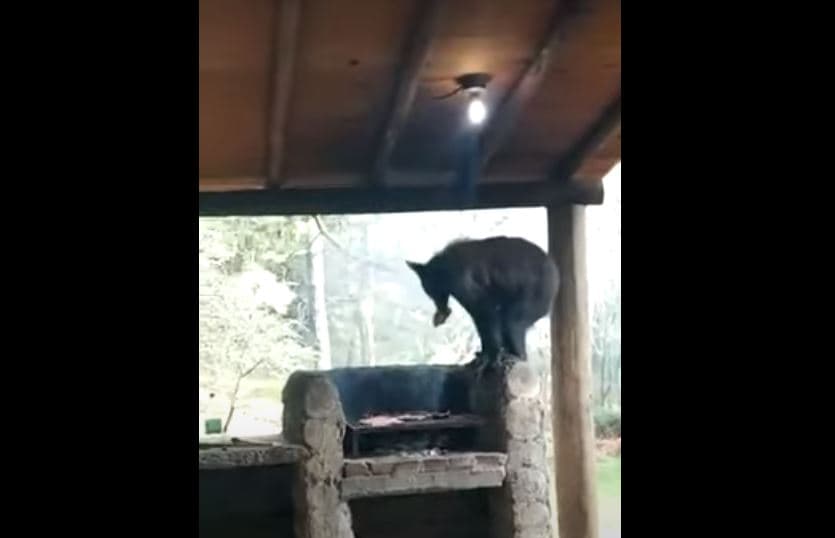 Video: ¡Increíble! Oso sorprendió a familia y se "robó" la carne asada