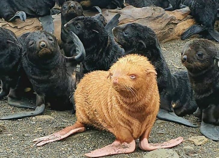 Video: Encuentran una rara cría albina de lobo marino en Rusia