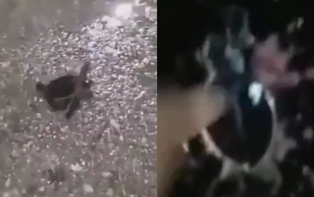 Video: Intentan que tortugas no mueran aplastadas en zona hotelera de Cancún