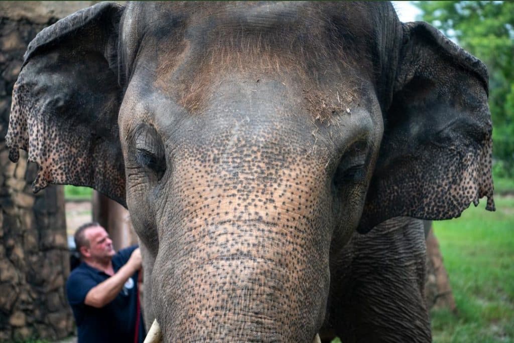 "El elefante más triste del mundo" dejará el zoológico en que vivía para ir a una reserva