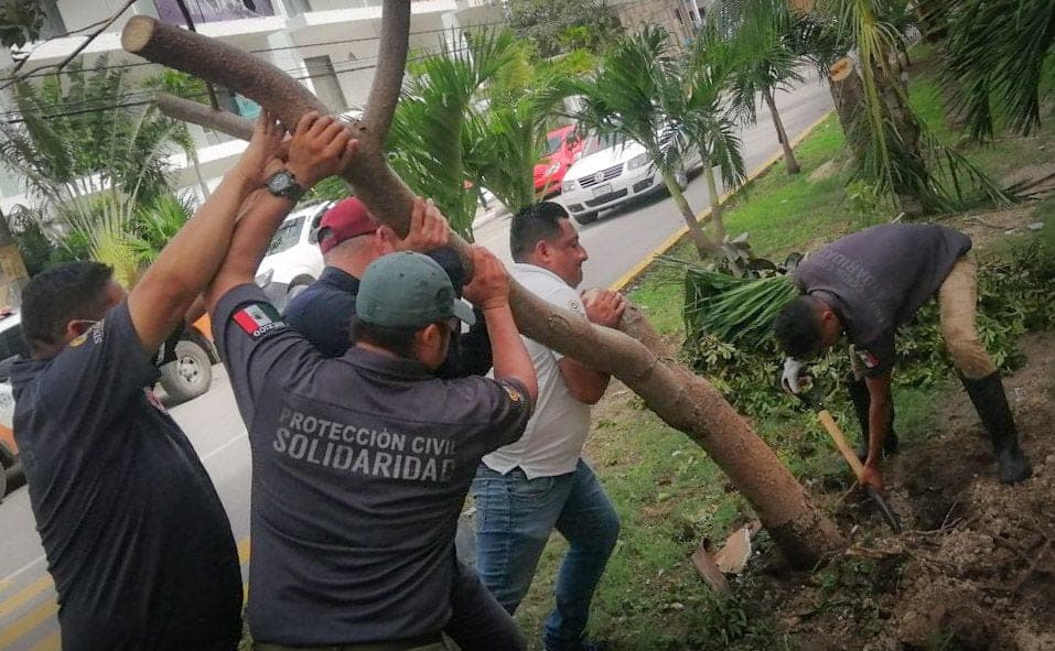 Continúa plan de reforestación en Solidaridad tras paso de ciclones y tormentas