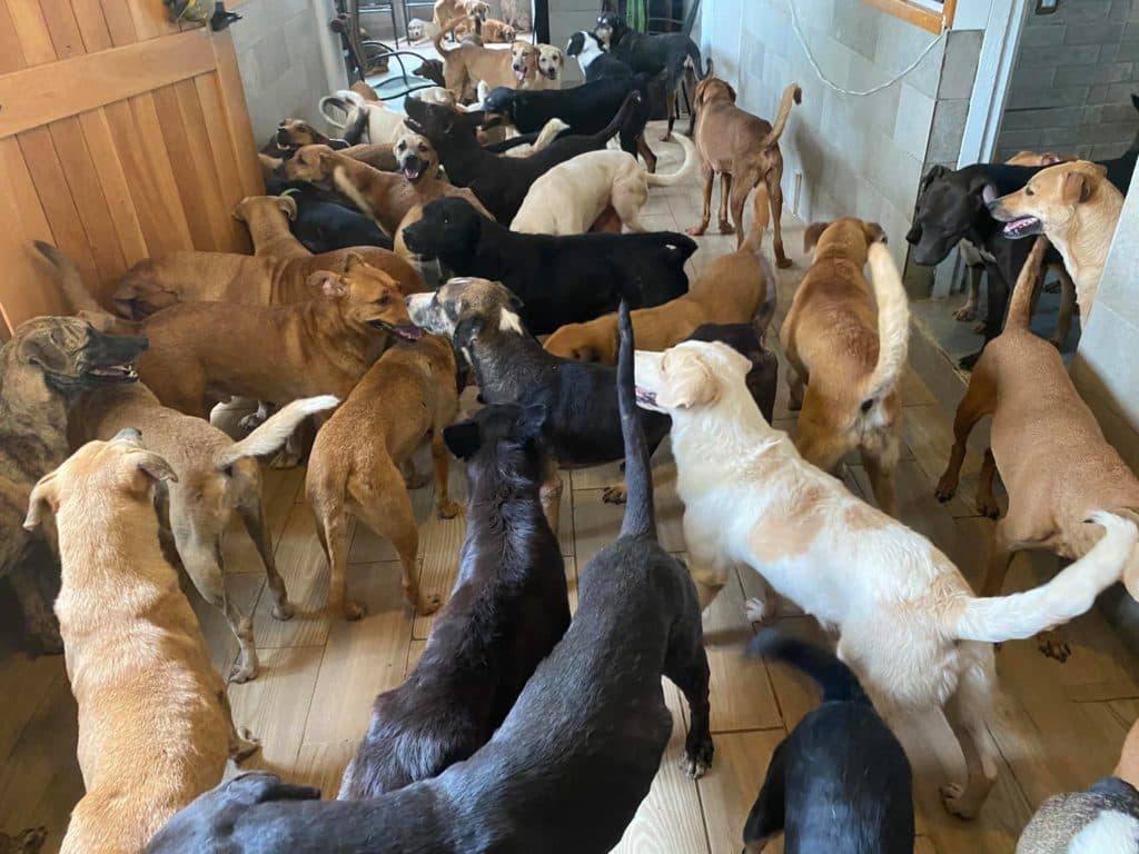 Así puedes ayudar a Tierra de Animales tras el paso de los huracanes