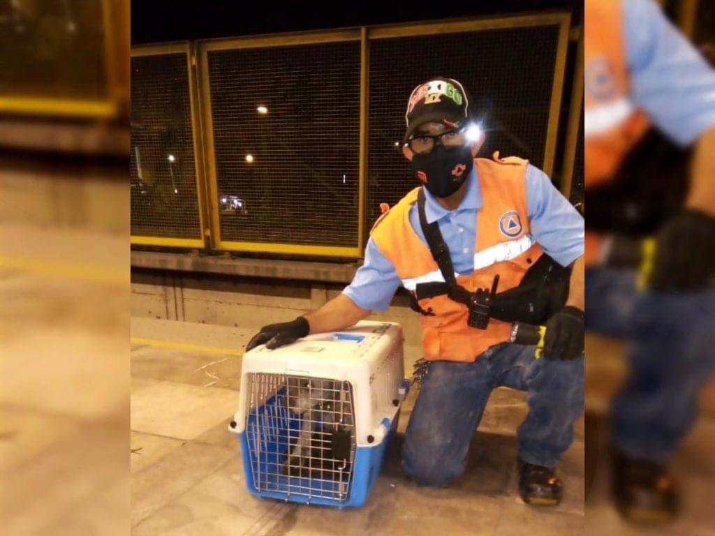 Un total de 62 perritos son rescatados en las instalaciones del Metro