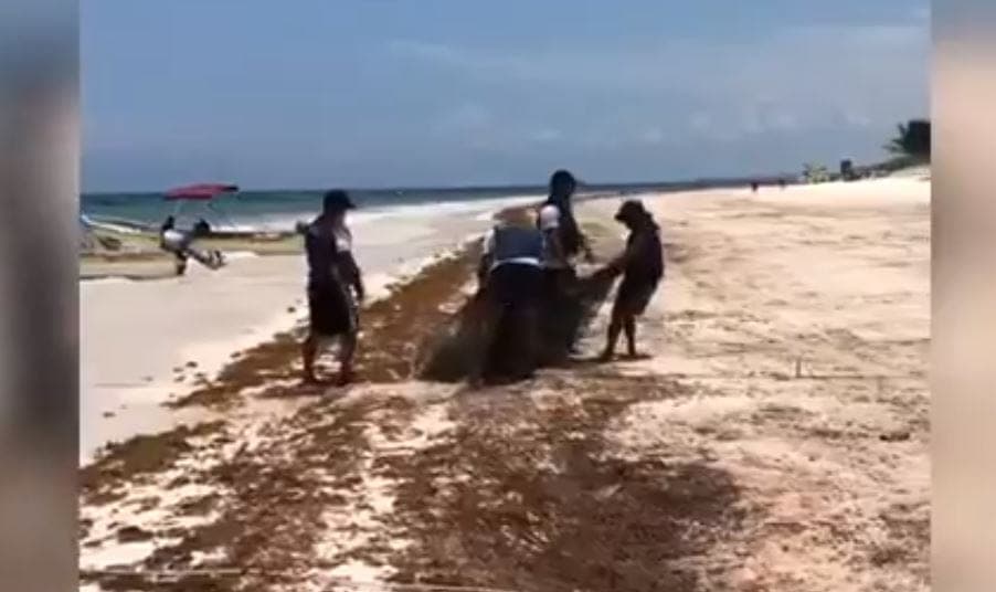 Operación Sargazo 2020 culminó con más de 17 mil toneladas de alga recolectadas