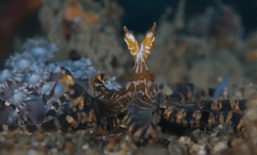 Video: Captan asombrosas imágenes del extraño pulpo conocido como “Wunderpus”