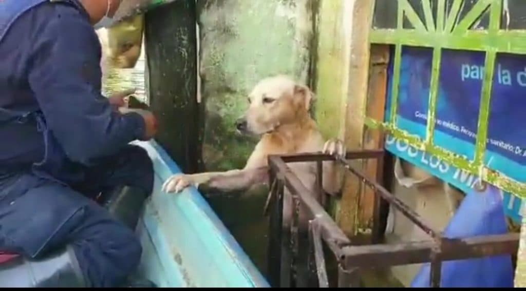 Video: Marinos rescatan a perrito en las inundaciones en Tabasco