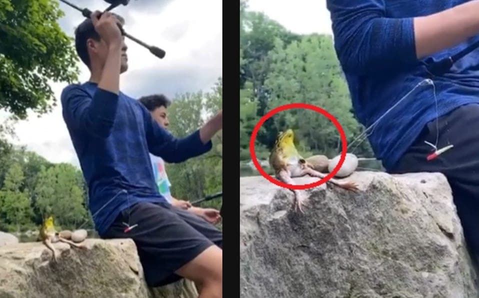 Video: Captan a una rana pescando con 'sus nuevos amigos' humanos y se vuelve viral